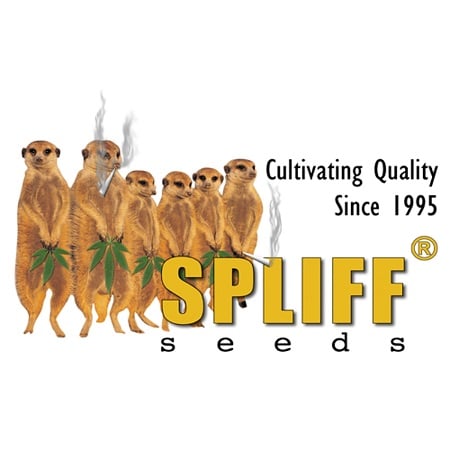 Zkittlez - Feminized - Spliff Seeds