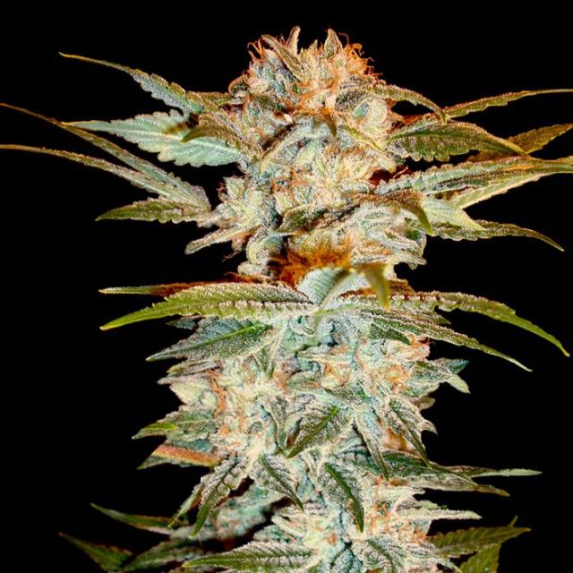 DNA Genetics Seeds - Stacked OG Kush - Feminized DNA Genetics Seeds - Stacked OG Kush - Feminized