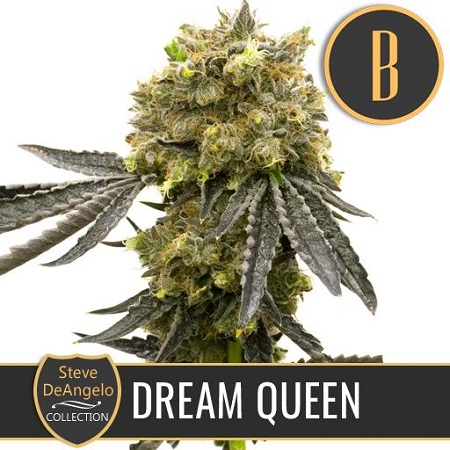 Steve Deangelo's Dream Queen - Feminized - BlimBurn Seeds