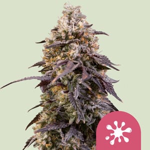 Royal Queen Seeds - Sticky Queen - Feminized Royal Queen Seeds - Sticky Queen - Feminized
