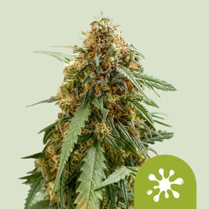 Royal Queen Seeds - Sticky Queen Auto Feminised
