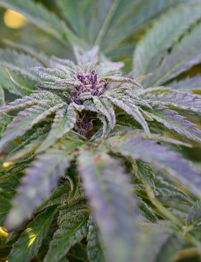 Medicann Seeds - Strawberry Banana - Feminized