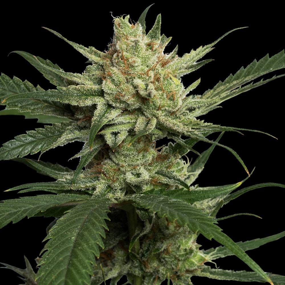 DNA Genetics Seeds - Strawberry Banana - Feminized DNA Genetics Seeds - Strawberry Banana - Feminized