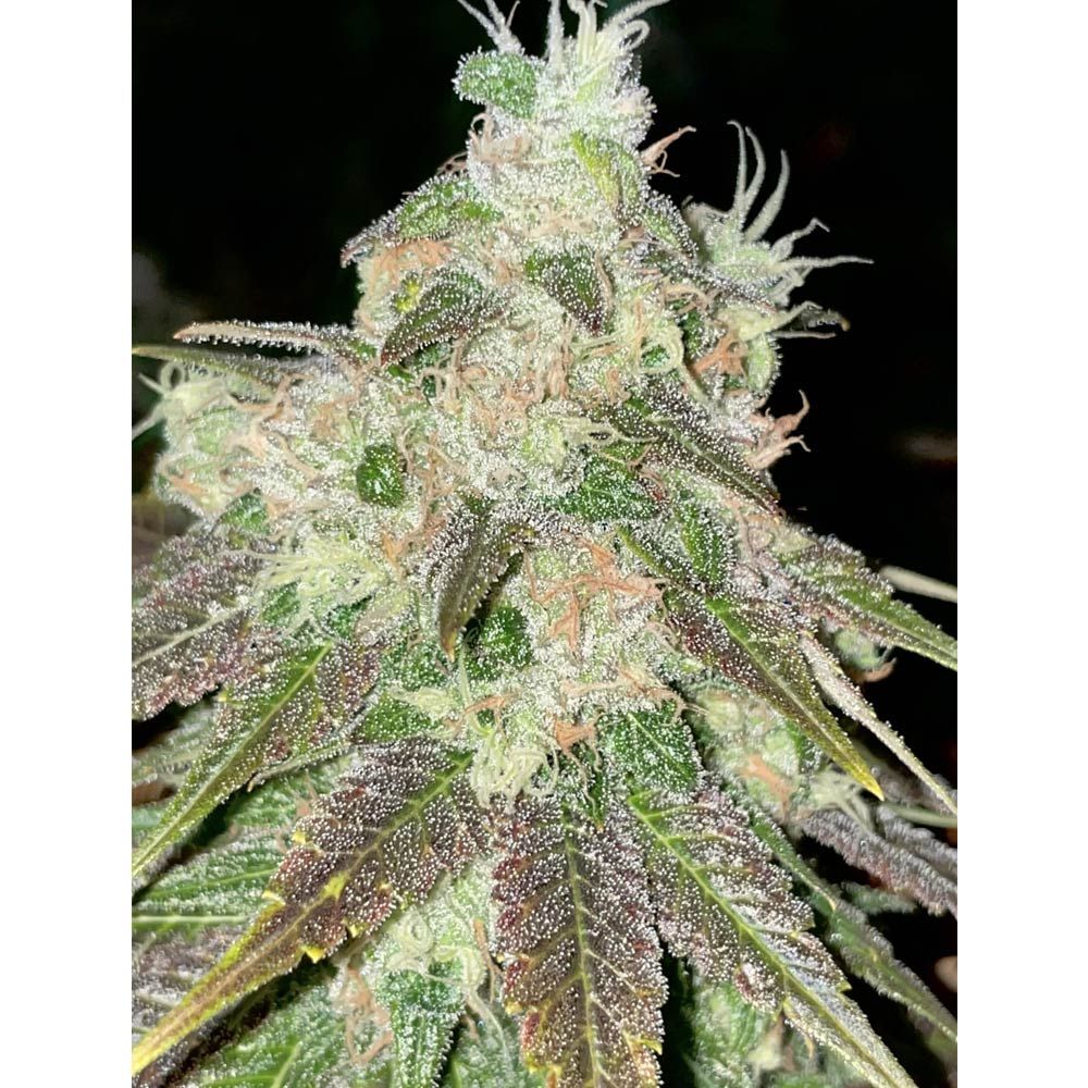 Rare Dankness Seeds - Strawberry Jacuzzi - Feminized Rare Dankness Seeds - Strawberry Jacuzzi - Feminized