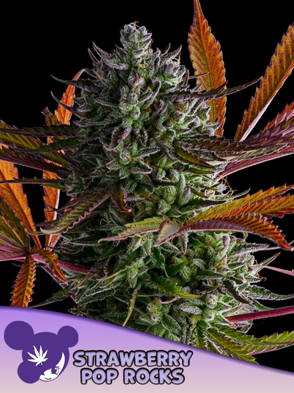 Anesia Seeds - Strawberry Pop Rocks Feminized