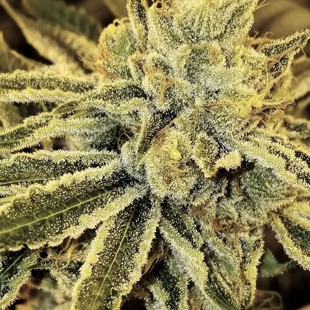 Strawnana Juice - Regular - Crockett Family Farms Seeds 