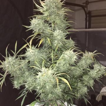 Phoenix Seeds - Strong Stuff Auto Feminized