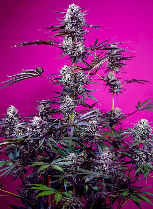 Sweet Seeds - Studio 54 Stardust Auto - Feminized Sweet Seeds - Studio 54 Stardust Auto - Feminized