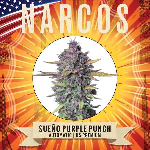 Narcos Seedbank - Sueno Purple Punch Auto Feminized Narcos Seedbank - Sueno Purple Punch Auto Feminized