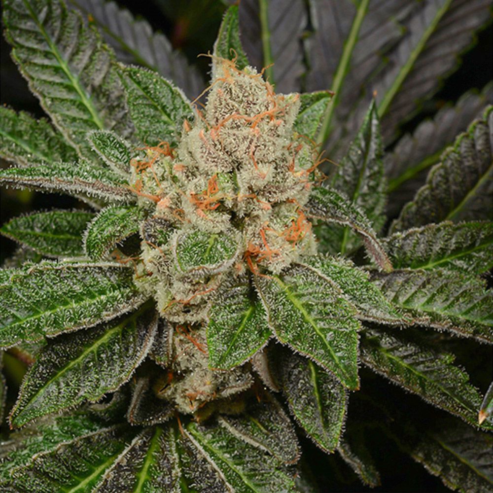 Archive Seed Bank - Sugar Biscuits Feminized Archive Seed Bank - Sugar Biscuits Feminized