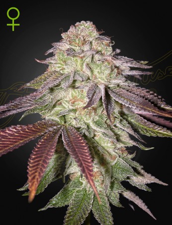 Sugarlato Auto- Feminized - Green House Seeds Sugarlato Auto- Feminized - Green House Seeds