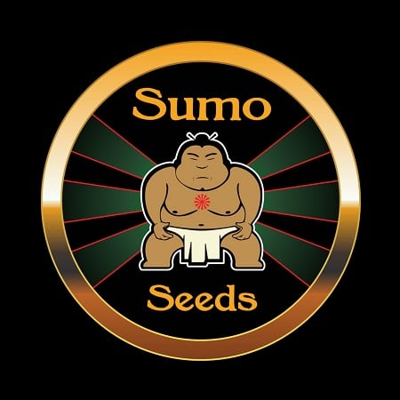 CBD Green Mango Kush - Feminized - Sumo Seeds