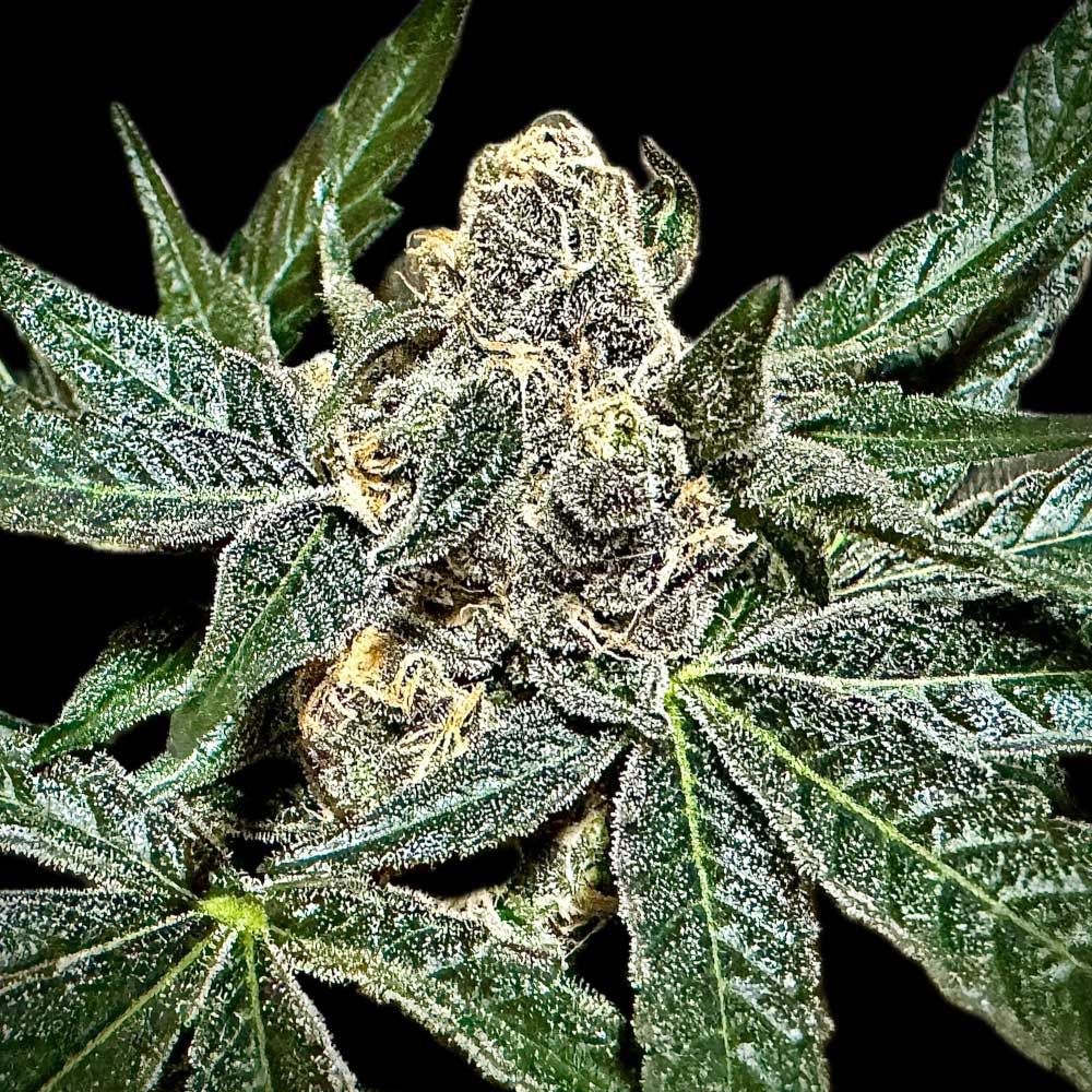 Rare Dankness Seeds - Sumptuousz - Regular Rare Dankness Seeds - Sumptuousz - Regular