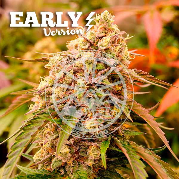 Delicious Seeds - Sunday Punch Early Version - Feminized Delicious Seeds - Sunday Punch Early Version - Feminized