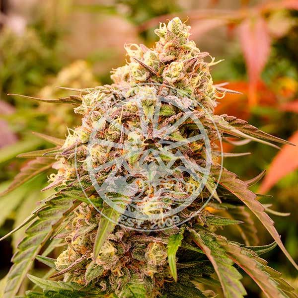 Delicious Seeds - Sunday Punch - Feminised Delicious Seeds - Sunday Punch - Feminised