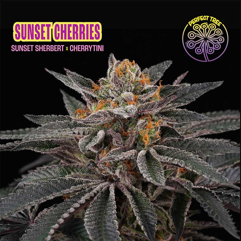 Perfect Tree - Sunset Cherries - Feminized Perfect Tree - Sunset Cherries - Feminized