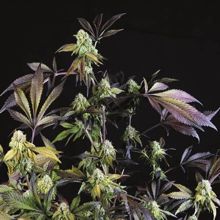 Sunset Sherbet - Feminized - Pyramid Seeds