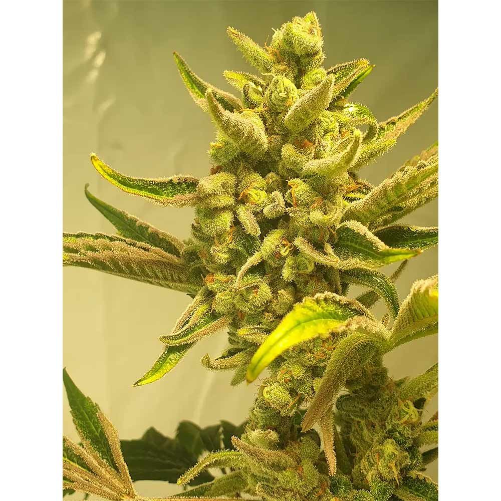 Supa Choopz- Feminized - Zmoothiez Geneticz      
