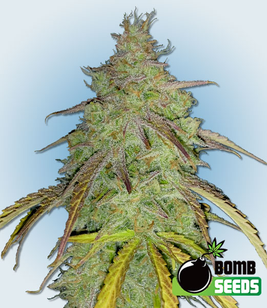 Bomb Seeds Super Boof Bomb Feminized