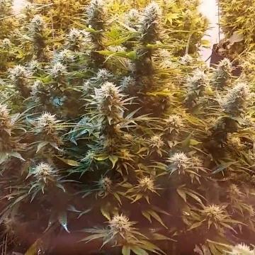 Phoenix Seeds - Super Kush Feminised Phoenix Seeds - Super Kush Feminised