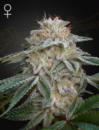Green House Seeds - Super Lemon Haze x GMO - Feminized Green House Seeds - Super Lemon Haze x GMO - Feminized