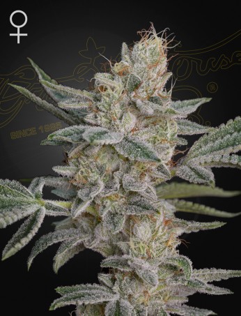 Green House Seeds - Super Lemon Haze x RS11 - Feminized Green House Seeds - Super Lemon Haze x RS11 - Feminized