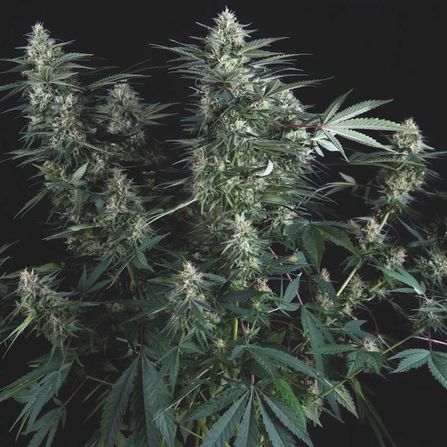 Pyramid Seeds - Super OG Kush Regular