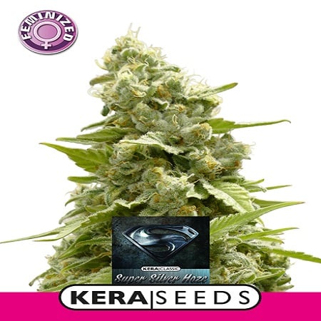 Super Silver Haze - Feminized - Kera Seeds