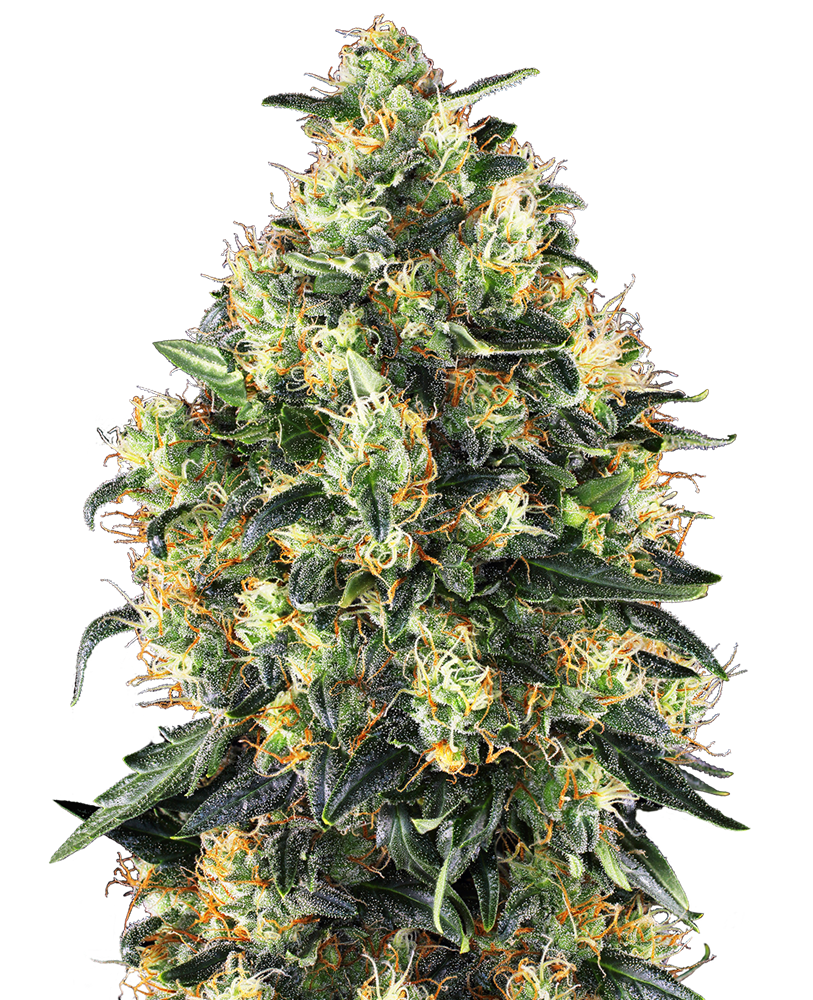 2025 Cannabis Seed Collection - Super Skunk Auto 