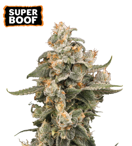 Seed Stockers - Super Boof Auto Feminized