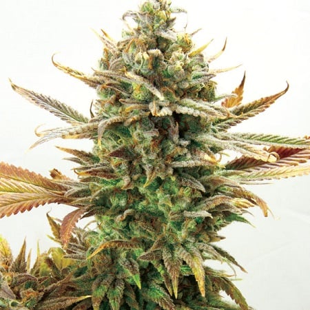 Super Critical Bud CBD - Feminized - 2022 Cannabis Seed Collection