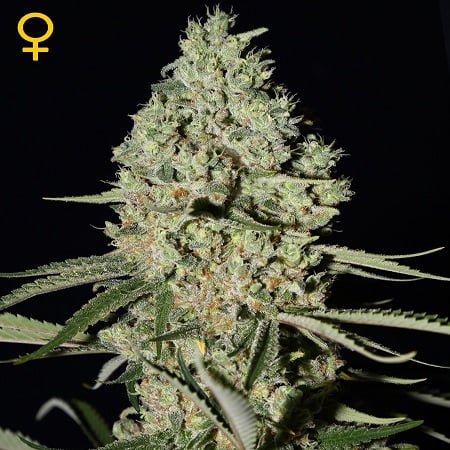 Green House Seeds Super Critical Feminised