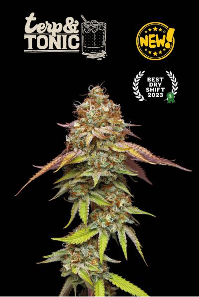 Seed Stockers - Superior Terp & Tonic Feminized Seed Stockers - Superior Terp & Tonic Feminized