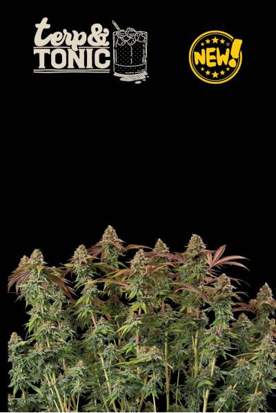 Seed Stockers Seeds - Superior Terp & Tonic Auto Feminized Seed Stockers Seeds - Superior Terp & Tonic Auto Feminized