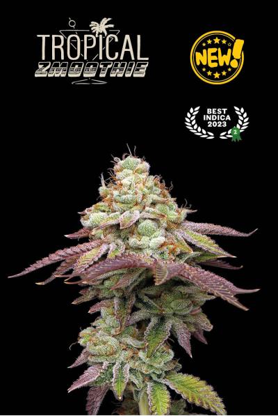 Seed Stockers Seeds - Superior Tropical Zmoothie Feminized Seed Stockers Seeds - Superior Tropical Zmoothie Feminized