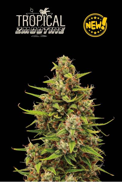 Seed Stockers Seeds - Superior Tropical Zmoothie Auto Feminized Seed Stockers Seeds - Superior Tropical Zmoothie Auto Feminized