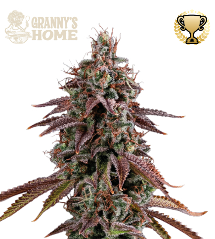 Seed Stockers - Superior Granny's Home - Feminized