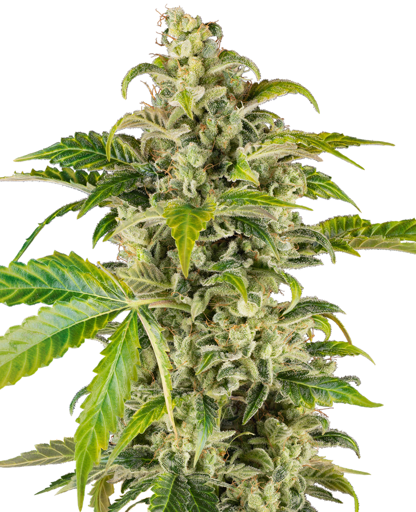 Sensi Research Seeds - Sweet & Sour Cream Auto Feminised