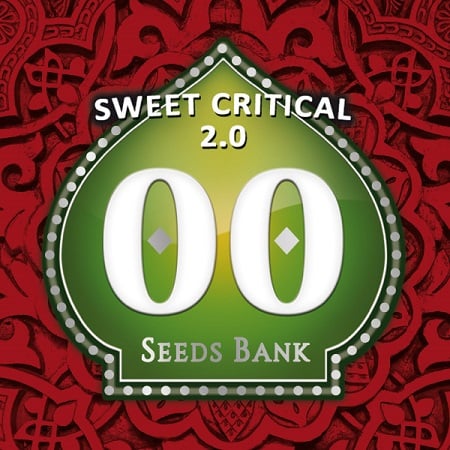 Sweet Critical 2.0 - Feminized - OO Seeds