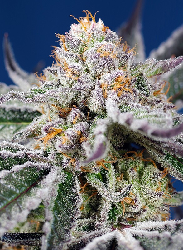 Orange Apricot Glue XL Auto - Feminized - Sweet Seeds Orange Apricot Glue XL Auto - Feminized - Sweet Seeds