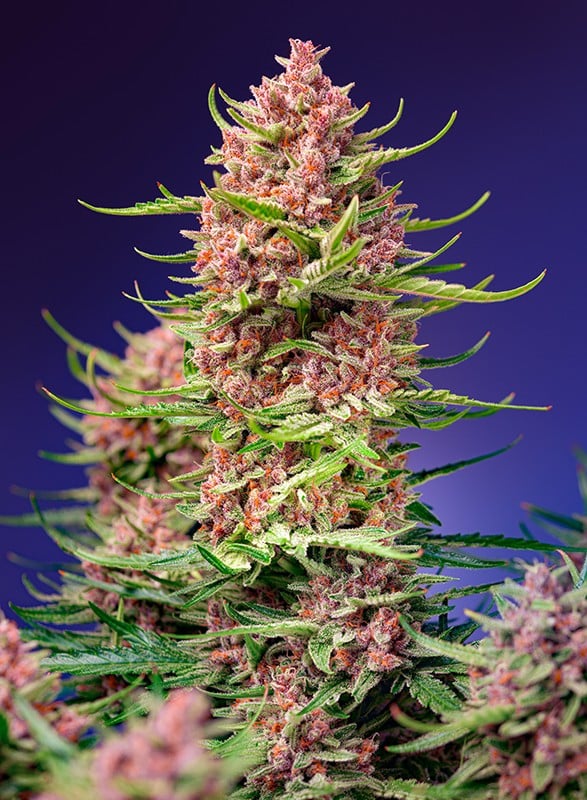 Strawberry Cola Sherbet F1 Fast Version - Feminized - Sweet Seeds  