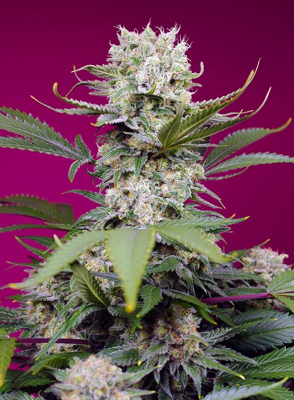Sweet Mandarine Zkittlez XL Auto - Feminized - Sweet Seeds    