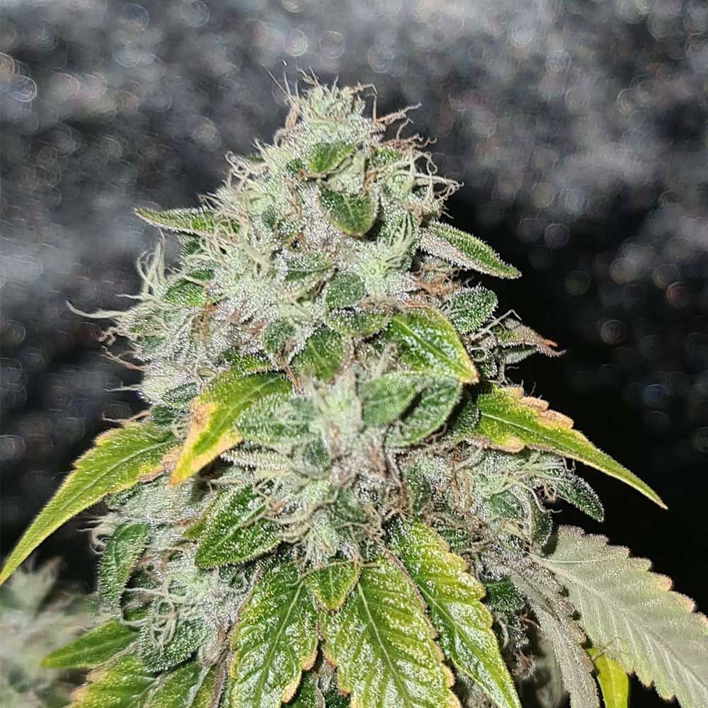 Karma Genetics Seeds - Sweets Biker - Regular 