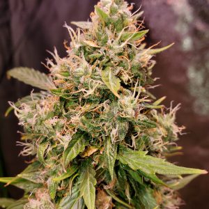 Top Shelf Elite Seeds Auto Gucci Dreams Feminized 