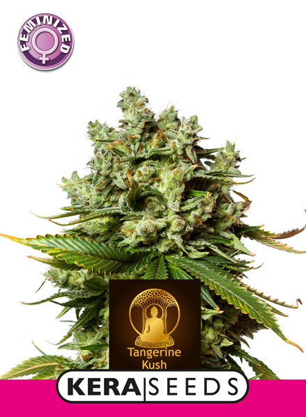 Kera Seeds - Tangerine Kush - Feminized Kera Seeds - Tangerine Kush - Feminized