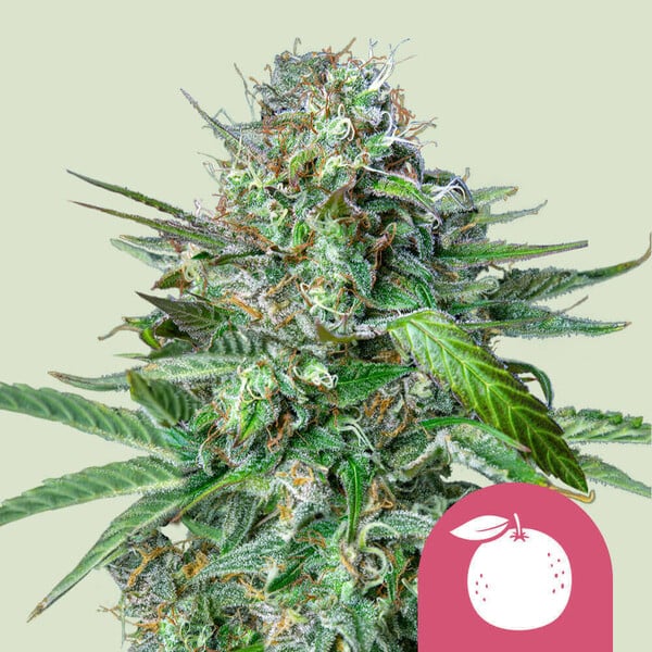 Royal Queen Seeds - Tangie Feminized Royal Queen Seeds - Tangie Feminized