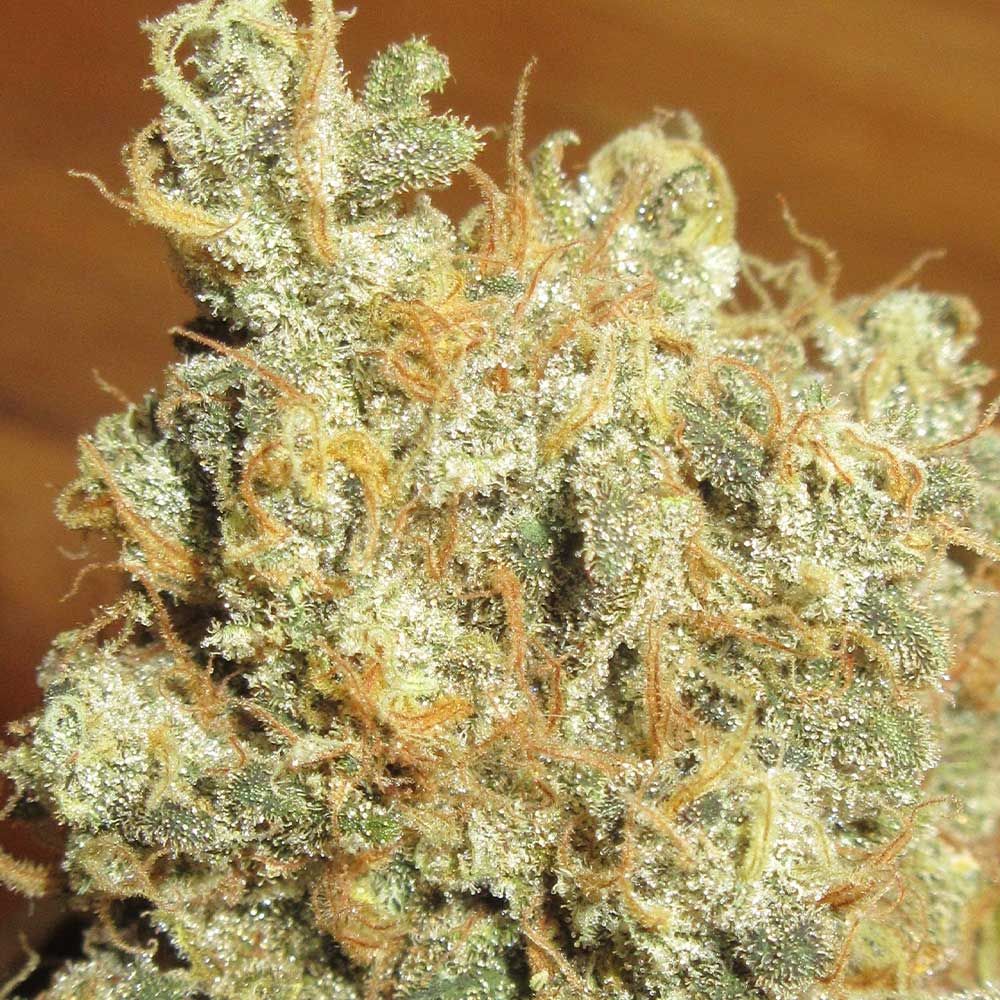 Ultra Genetics Seeds - Thai Chee - Feminized 