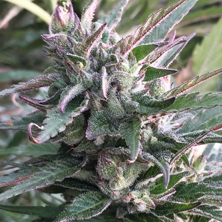Thai Chi - Feminized - Ace Seeds