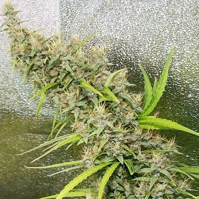 Thai x Panama - Regular - Ace Seeds 
