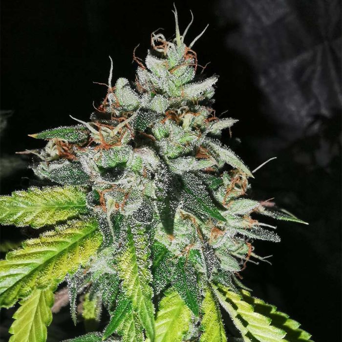 Pheno Finder Seeds - The Notorious Z Feminized
